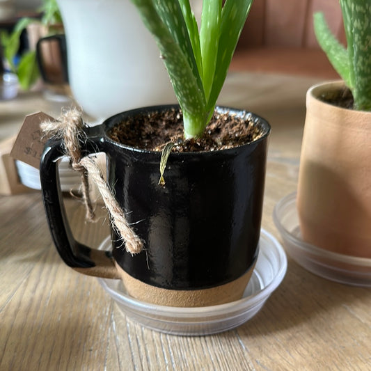 Mug Planters